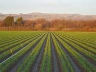 4 4oz 12 Bulbs Gilroy's Christopher Ranch Finest Fresh USA Garlic - X