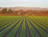 4 4oz 12 Bulbs Gilroy's Christopher Ranch Finest Fresh USA Garlic - X