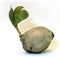 PlantShop.com Sprouted Coconut Palm Tree Plant