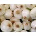 Generic (5 White Onions, Fresh Produce, USA Grown, Non-Gmo, Bulk Wholesale Pounds)