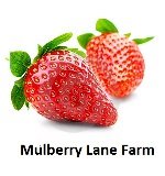 Mulberry Lane Farms 2 100 Oat Bran Pounds Percent Oat Bran, Ground Fine USDA Certified Organic, Non-GMO, Bulk