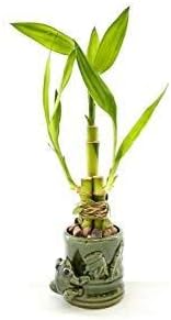 JM BAMBOO Live 3 Style Party Set of 2 Bamboo Plant Arrangement w/ Frog
