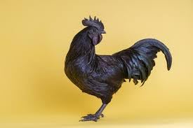 Generic Ayam Cemani Black Chicken, 6 hatching eggs