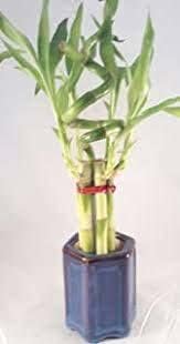 JM BAMBOO Lucky Bamboo - Spiral 7 with Stylish Blue Ceramic Vase Unique from