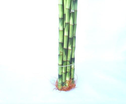 jmbamboo -10 18 Inches Stalks of Straight Lucky Bamboo ,Exclusive Design By