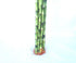 jmbamboo -10 18 Inches Stalks of Straight Lucky Bamboo ,Exclusive Design By