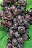 Unknown BLACK SEEDLESS GRAPES FRESH PRODUCE FRUIT PER POUND
