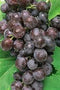 Unknown BLACK SEEDLESS GRAPES FRESH PRODUCE FRUIT PER POUND
