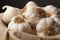 4 4oz 12 Bulbs Gilroy's Christopher Ranch Finest Fresh USA Garlic - X