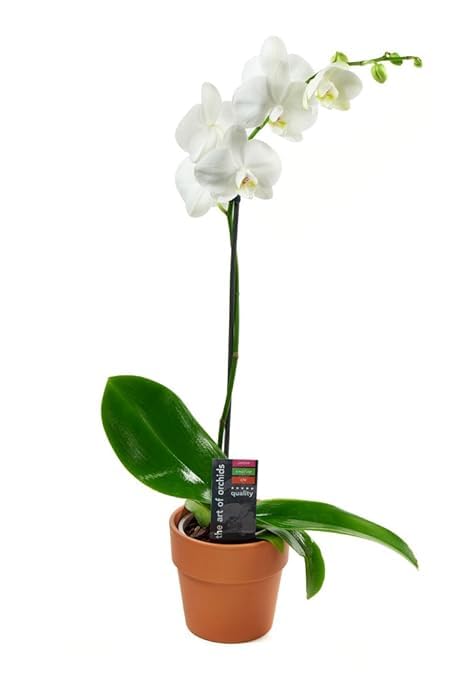 KaBloom - White Phalaenopsis Orchid Plant (1 Stem) in 5 Inch Pot