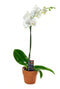 KaBloom - White Phalaenopsis Orchid Plant (1 Stem) in 5 Inch Pot
