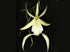 Dendrophylax Lindenii, Ghost Orchid, White Frog Orchid, Palm Polly, Leafless