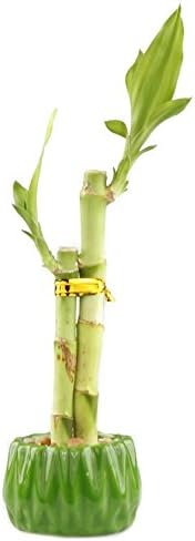 2 4 6 Inches Live Lucky Bamboo Stalk Love Arrangement in Round Green Ceramic Planter - and Lucky Bamboo Indoor Potted