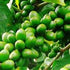 Caffe' Castorino Decaffeinato Ground Italian Coffee