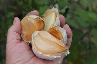2 Bulbs! Elephant Garlic Huge Great for Fall Planting! Non GMO Milder Tasting Garlic