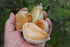 2 Bulbs! Elephant Garlic Huge Great for Fall Planting! Non GMO Milder Tasting Garlic