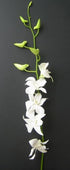 Just Orchids Fresh Flowers - 20 Long Stemmed White Dendrobium Orchids