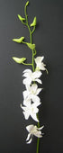 Just Orchids Fresh Flowers - White Dendrobium