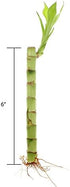6 Inch 20 NW Wholesaler - Live Indoor Lucky Bamboo Stalks Bundle of -, Bamboo Indoor Live, Feng Shui, Fortune Plant