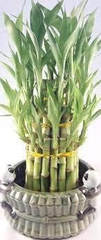 JM BAMBOO Lucky Bamboo - Tower in Decorative Panda Pot Unique from Jmbamboo