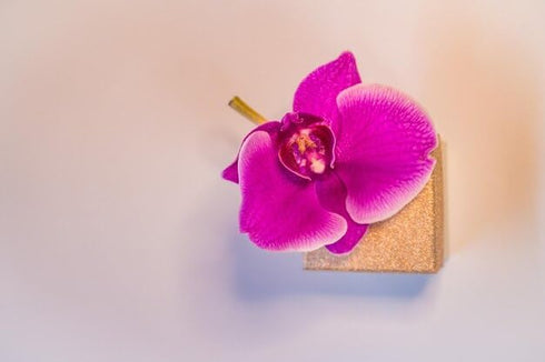 Generic 100 pack 2x50 Count packs Purple Dendrobium Fresh Cut Orchids or for Lei and Food Decorations (Red Sonia)