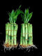 Generic Lucky Bamboo Plant Stalks, 4 Inches Straight, 20 Pieces