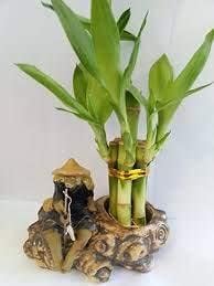 JM BAMBOO Lucky Bamboo Fortune with Fishman Ceramic Pot Unique from