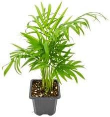 Bella Palm Chamaedorea Elegans Live Indoor Plant Bare Root 1 Plant Easy