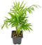 Bella Palm Chamaedorea Elegans Live Indoor Plant Bare Root 1 Plant Easy