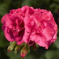 Generic Geranium Medium Salmon Starter Plant