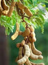 Produce (Brands May Vary) 16 Tamarind, Ounce