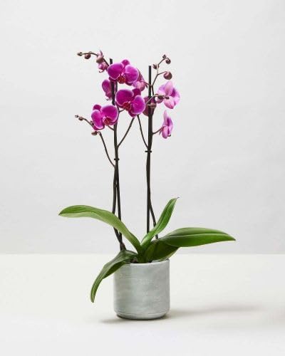Generic 3.5" 16" Premium Purple Live Orchid Plant Blooming in Blue & White Orchid Pot, Live Plants, Houseplant Gifts