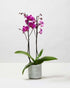 Generic 3.5" 16" Premium Purple Live Orchid Plant Blooming in Blue & White Orchid Pot, Live Plants, Houseplant Gifts