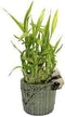 jmbamboo Lucky Bamboo Arrangement Happy Panda Favor Unique from