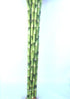 jmbamboo -10 18 Inches Stalks of Straight Lucky Bamboo ,Exclusive Design By