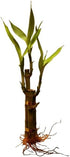Generic 2 bunchs of Live Lucky Bamboo (3 Tiered Stalks 4-6 inches) for