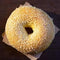 RawJoy Fresh New York Classic Sesame Bagel by | Delicious Fresh Sesame Bagel