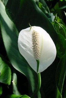 Bonsai Boy's Flowering Peace Lily Bonsai Tree