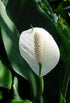 Bonsai Boy's Flowering Peace Lily Bonsai Tree