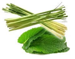 VSOP (750 ml 25.36 oz) Lemongrass Mint Aged White Balsamic Vinegar of Modena /
