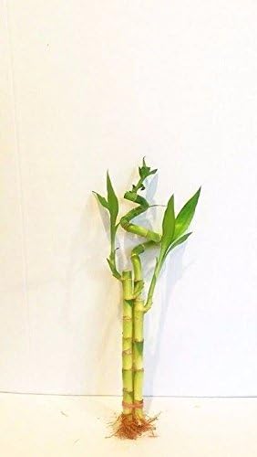 JM BAMBOO 3 Stalks of Lucky Bamboo Live Real Plant from Jmbamboo