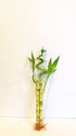 JM BAMBOO 3 Stalks of Lucky Bamboo Live Real Plant from Jmbamboo