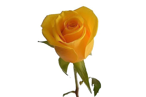 6 KaBloom - Yellow Roses with Greens Bouquet - Fresh Flowers for Birthday, Valentine's & Mother's Day