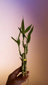 Generic 2 (3 4-6 inches) bunchs of Live Lucky Bamboo Tiered Stalks for Feng Shui, Easy Home, Office Dcor & Positive