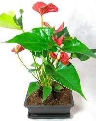ZUANA Summer Special - Hawaiian Red Anthurium Plant 8 - 10 Inches in