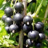 12 oz Fancy Black Currant Jelly by Pioneer Valley