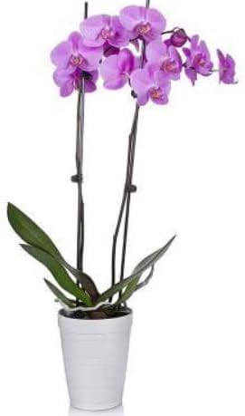 Generic (18-24 Inches (1 Live Orchid Plant : Purple Phalaenopsis Orchid Plant Tall) Stem) in a Ceramic Pot. California