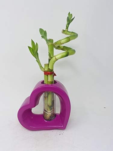 JM BAMBOO Lucky Bamboo Pink Heart Vase Arrangement -JMBamboo (1)