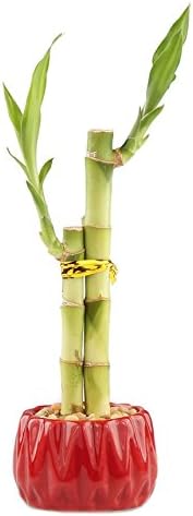 2 4 6 Inches Live Lucky Bamboo Stalk Arrangement in Round Red Ceramic Planter - and Lucky Bamboo Indoor Potted House