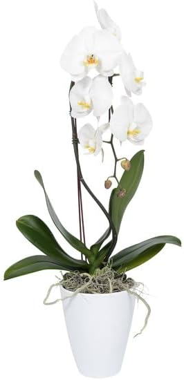 Generic White Phalaenopsis Orchid Plant in Ceramic Pot, Live Indoor Flowering Plant with Multiple Blooms. Everylasting